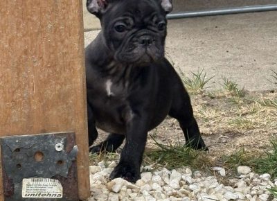 viberslika202511132315460841763312665