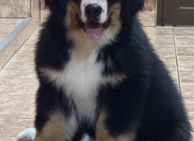 viberslika202511281754516881764365173