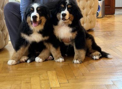 viberslika202511281754518541764365174