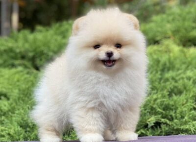 28b99acd9edb44baabdf9c2b0e519bb01766434093