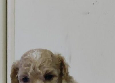 31ba878e3b3648409245e8e77234e97a1766443308