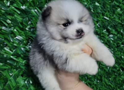 4b1d5a936c0f4a5c89fd44732e72ee531766434100