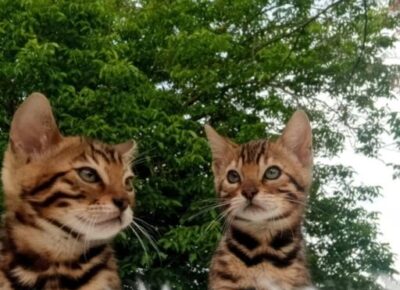 51468e68eff84bd683f0785966a4104b1024x10241766770671