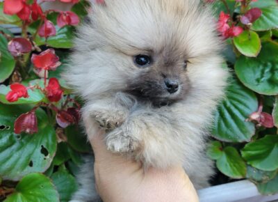 5ec480b64215402bb2f5e9726b60292e1766434099