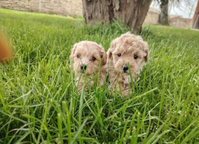 64a9f8b2fe22435aac6b619ea461c2fa1766791961