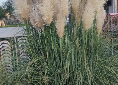 69ff1fc98ccc493aa5895da68c3b39ae1765834844