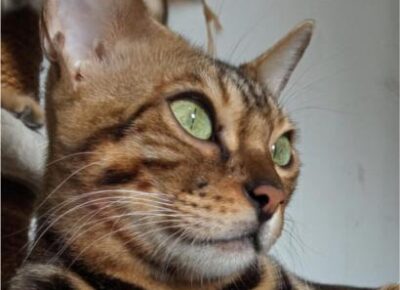 79172b8690514e3eaa647dced0b08ded819x10241766770670