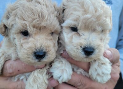 7bf3af2c905849faa3d90b4b6cbb81bc(1)1766443310