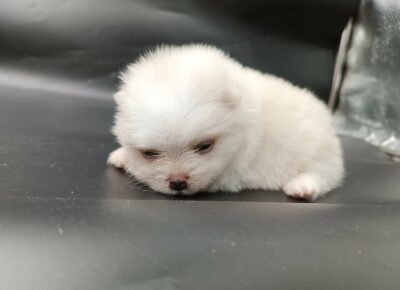 8fe6409a16c24c54a8d528df6a8a61e51766434096