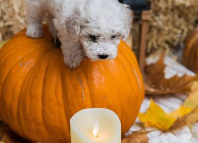 9614403f99784c5ab69e4c520cbf6d471765400458