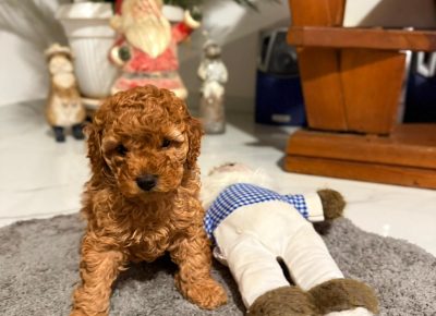 WhatsAppImage20251130at16.19.22(1)1764708768