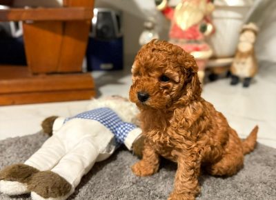 WhatsAppImage20251130at16.19.22(2)1764708768