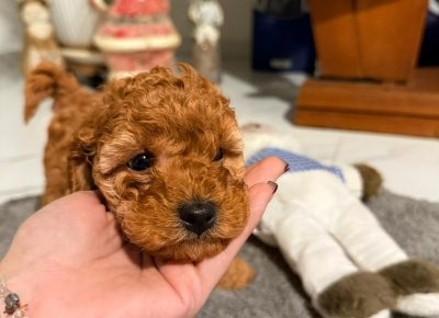 WhatsAppImage20251130at16.19.22(3)1764708769