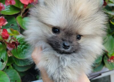 a90dee61fc07424ba46b30ef9ebc3f3d1766434097