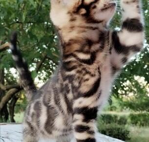 ac0431f95f424637a1ac6bebe9e5b4e2610x10241766770670