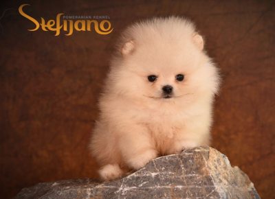 aviberimage202512152048467981765917202