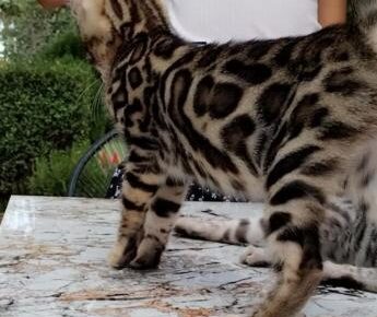 b03f245fe3894f8795603b15a4d98465690x10241766770669