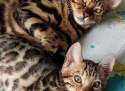 b42906625d0f41a2a4a05f5c0fad11eb819x10241766770671