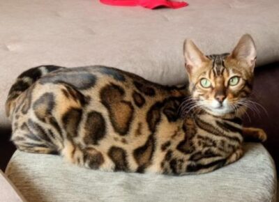 bda5e5a8ecc24f4b8040da00659905851024x9281766770669