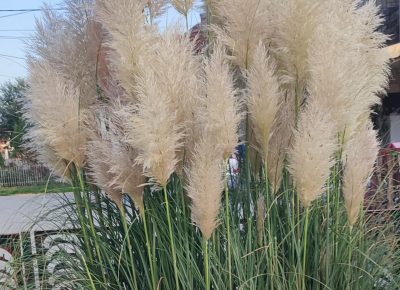 c74929f9f1214ab3bc2485a0eaa071041765834843