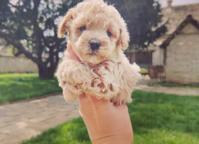 ce2c6ae7cc74453e9fdc69a09a95fcd61766791959