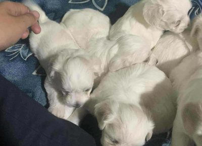 maltezervagner11765881723