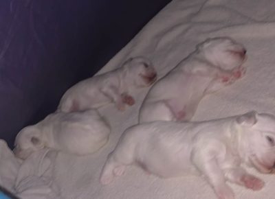 maltezervagner21765881721