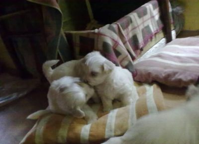 maltezervagner41765881723