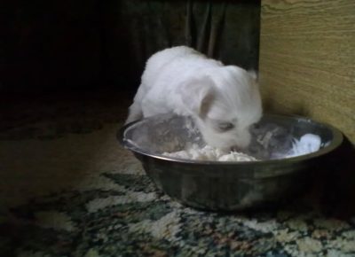 maltezervagner51765881722