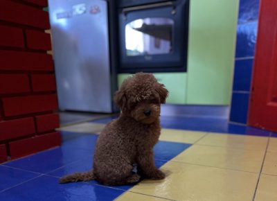 viberimage202511150631092271024x9511765637308