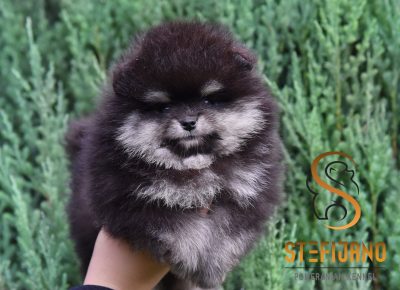 viberimage202511291319341501764703867