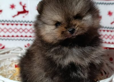 viberimage202512151543526591766011607