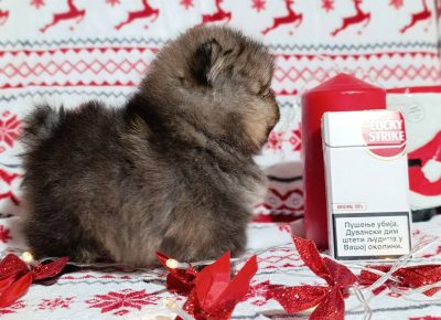 viberimage202512151543534271766011608