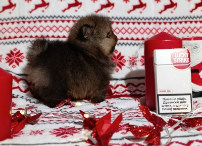 viberimage202512151543538161766011609