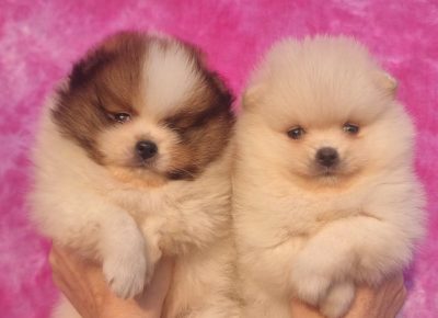 viberimage202512152046506471765917201