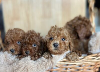 WhatsAppImage20260113at12.35.21(2)1768509020