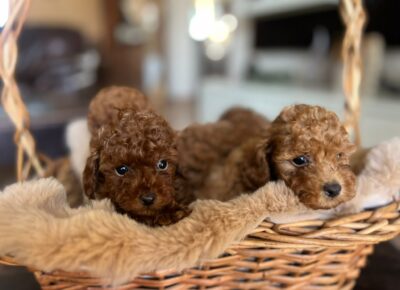 WhatsAppImage20260113at12.35.211768509022