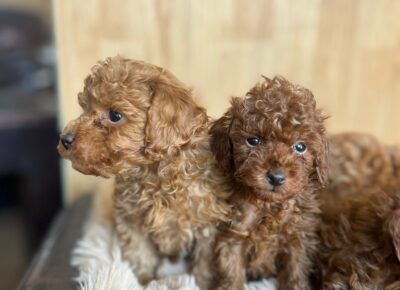 WhatsAppImage20260113at12.35.221768509022