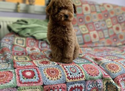 viberimage20251115063119295768x102411767283583