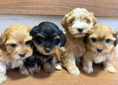 0679f99e4db3b46929f532a6343327ac61772303660