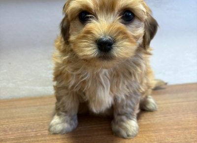 470d53506d5f40fba838867287f5ab721772303658