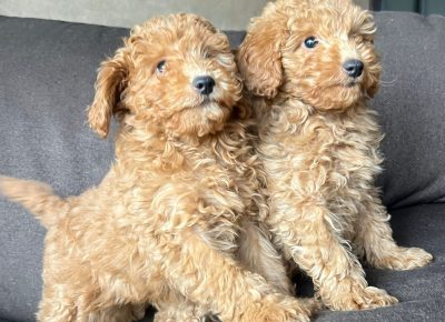 a69075cfb45a46f7865e8bd159e40acc1772311235