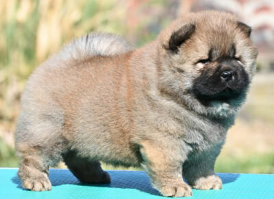 03e29cf5151c49d19388772c0cd2681e1774030111