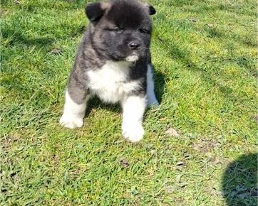 30627ff76960415d80deaa51acc903021773354515