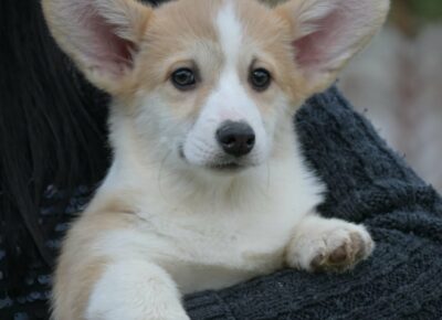 5b637319ae3a4ccda5fbec67d766c6c31773184195