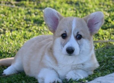 86110f1b8593427995986f35d85929d51773184194