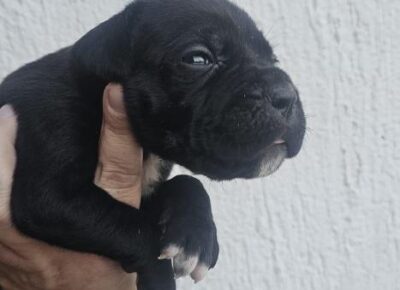 cae9175128a143cb98caab39318356831773349689