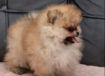 viberimage20260220113441379824x10241773099073