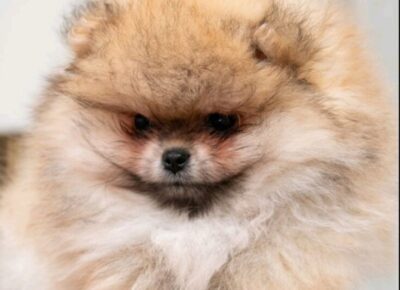 viberimage20260220113441412735x102411774298139