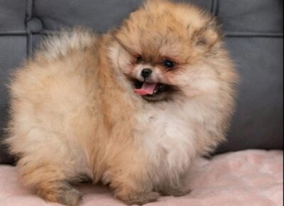 viberimage20260220113441513918x102411774298145